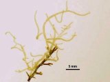 Talli epifiti su Cystoseira sp.